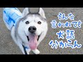 散歩拒否で言い訳しまくるハスキーに翻弄されてます