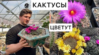 Цветение кактусов, сеянцы, весна 2024 / Георгий Аристов
