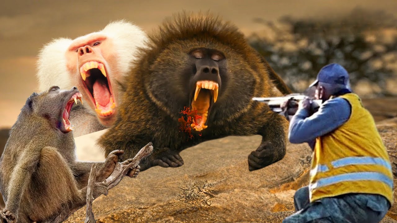 Why do hunters and farmers have to deal with hundreds of baboons?# ...