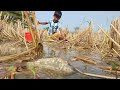 Hand Fishing in Paddy Land Water || Traditional Little Smart Boys Fishing Video 2023.Part-2.