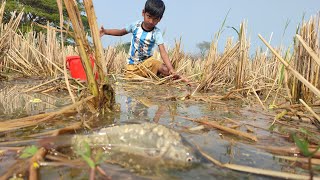 Hand Fishing in Paddy Land Water || Traditional Little Smart Boys Fishing Video 2023.Part-2.