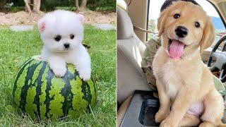 Baby Dogs 🔴 Cute and Funny Dog Videos Compilation #12 | 30 Minutes of Funny Puppy Videos 2023 by GrumpyDog 5,835 views 11 months ago 31 minutes