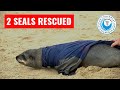Seals rescued from DOG LEASH and JACKET