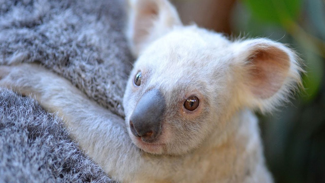 albino baby koala