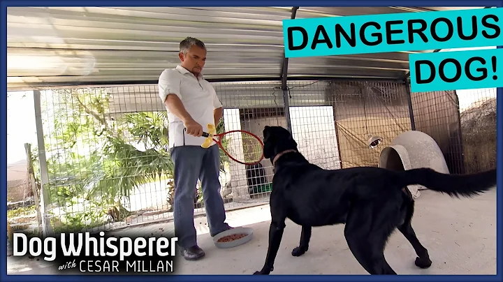 Family Dog Must Be Caged for Aggression | Dog Whisperer With Cesar Millan