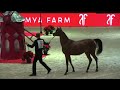 Memories of Paris - World Arabian Horse Championships 2022 - Pt 13 - Championship - Yearling Female