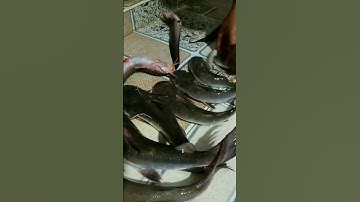 🇻🇳Câu cá biển - cá vồ chó (p177) #shorts #cauca