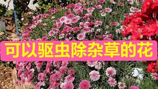 玛格丽特Marguerite!种它的好处和为什么种不好我一起告诉您 ... 