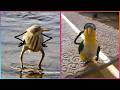 Birds with arms being the funniest thing ever 2 leopartnik
