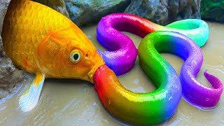 Stop motion Cooking ASMR Experiment Fishing - Rainbow Eel, Cute Duckling, Sea crab Mukbang Animation