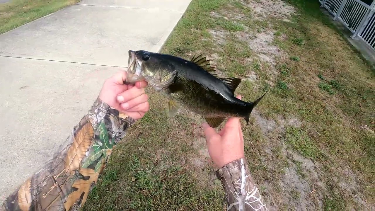 Crazy Bank Creek Bass Fishing! #fishing #bassfishing #bankfishing