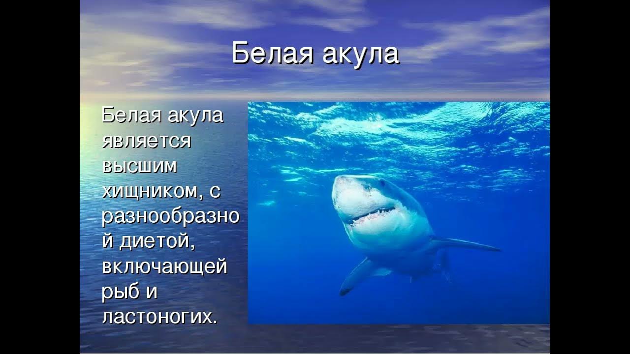 стих про акулу. акула предложение. загадка про акулу для детей. акулы они предложение. акула ребус для детей.