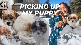 PICKING UP MY SHICHON PUPPY & what to expect puppy's first week, snow, and flight in Seattle & MI