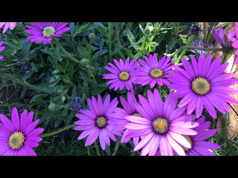 Wideo: African Arctotis Daisy Care: jak wyhodować kwiaty Arctotis Daisy