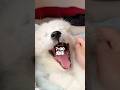 生後2ヶ月のサモエド子犬の1日に密着!