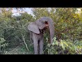 Albino elephant khanyisa plays hide  seek in the bushes with adine 
