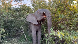 Albino Elephant, Khanyisa Plays Hide &amp; Seek in the Bushes with Adine 🍃