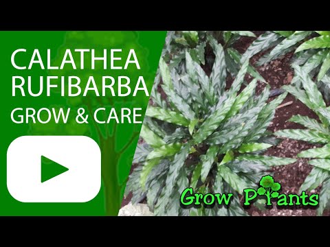 Calathea rufibarba - grow & care (Fuzzy calathea)