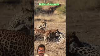 Leopard fight, extremely rare sighting animals nature viral shorts trending africa vlog