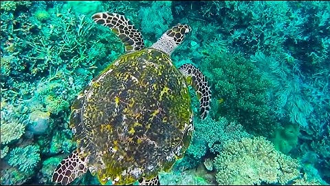 Nature Documentary About Diego Garcia Protected Nature in British Indian Ocean/Short Documentary