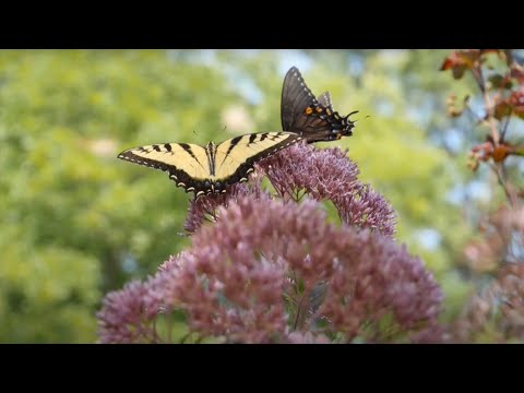 Videó: Telling Joe Pye Weeds Apart – Az eupatóriumi növények közötti különbségek