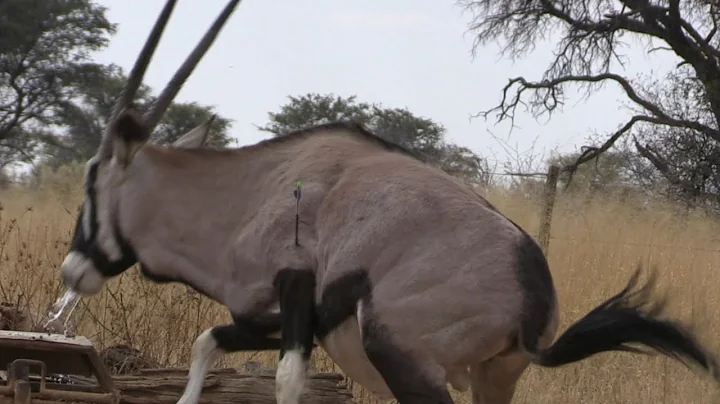 11 kill shots in 3 minutes! 2022 Bowhunting Compilation