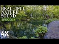 8HRS Soothing Bird Songs and Water Sounds for Relaxation - 4K Beautiful Nature Sounds - Episode #1