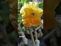 Rosa do deserto Emília #gratidao#yellow#emilia#rosadodesertobrasil