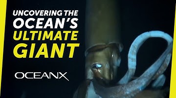 Colossal Squid vs Giant Squid: Uncovering the Ocean