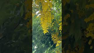 Golden Rain Memories