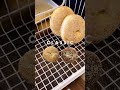 Bagel Cafe Vlog #baking #bagels #貝果 #cookies #cake
