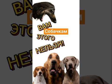 Чем нельзя кормить собак. #домашние #здоровье #собака #питомцы #уходзапитомцами #щенки #животные