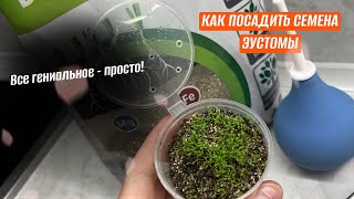 Как посадить семена эустомы и не только!