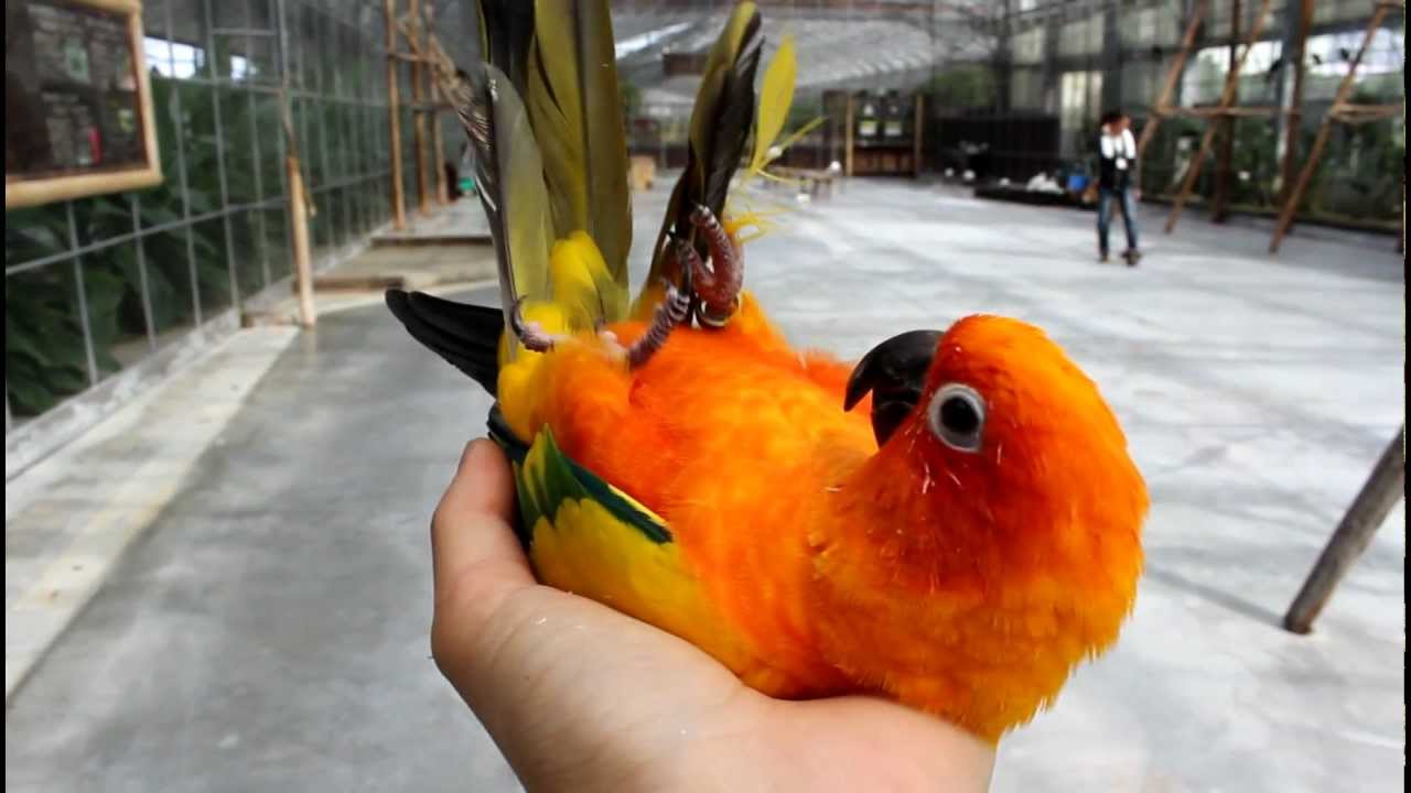コガネメキシコインコ コガネメキシコインコ