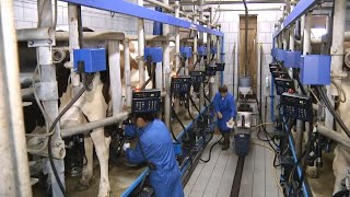 Milchlehrpfad - Schulfilm (Kapitel 3/10) - Tierhaltung und Melken screenshot 2
