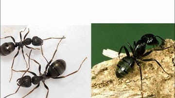 mark and recapture sampling video.wmv