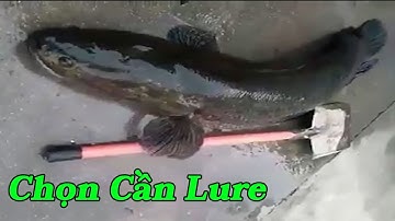 Cách Chọn Cần Câu Lure Cá Lóc Tốt Nhất