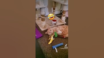 CATS HIGH ON CATNIP 🤣😴 #shorts #cat #catvideos