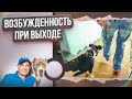 Лай и вой при выходе на прогулку(фокстерьер)