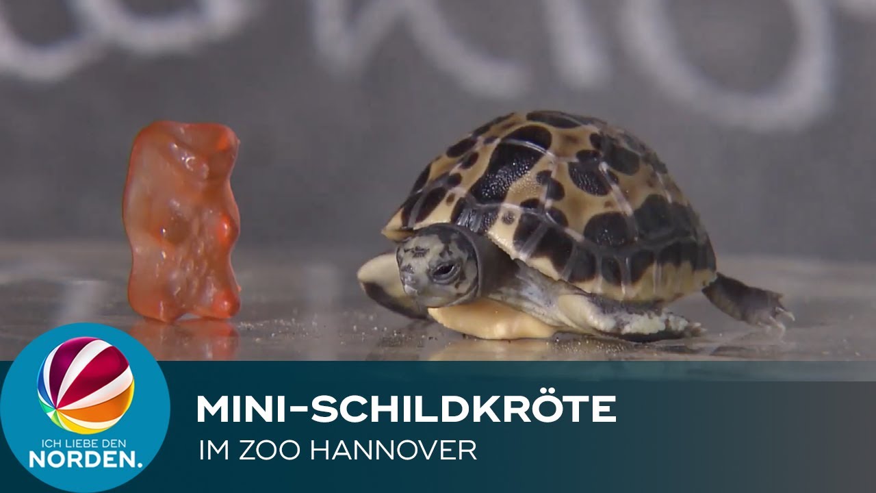 Mini-Schildkröte im Zoo Hannover geschlüpft - YouTube