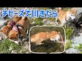 柴犬監視員3姉妹と結局1人で泳ぐ柴犬の差