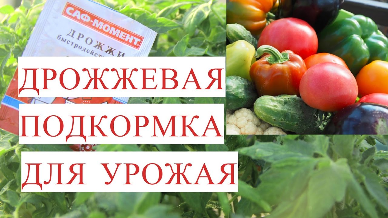 ⁣Все Прет как на Дрожжах! Подкормка Дрожжами для Отличного Урожая.