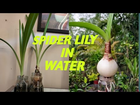 HOW TO GROW SPIDER LILY IN WATER 💦.../KR GARDEN STATION