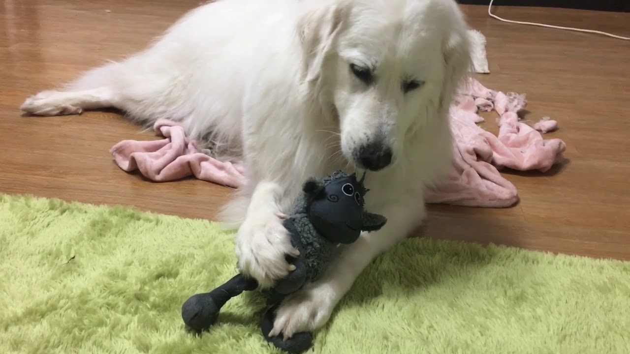 [대형견 키우기] 애착인형 박살내기 (A Dog Play With Toys) YouTube