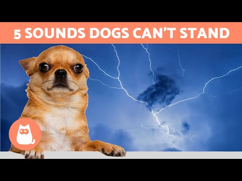 5 SOUNDS That DOGS HATE the Most 🐶🔊❌ Noises That Drive Them Crazy