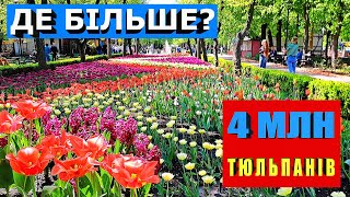 Тюльпани Кропивницького зацвіли раніше / Kropyvnytskyi's tulips bloomed earlier