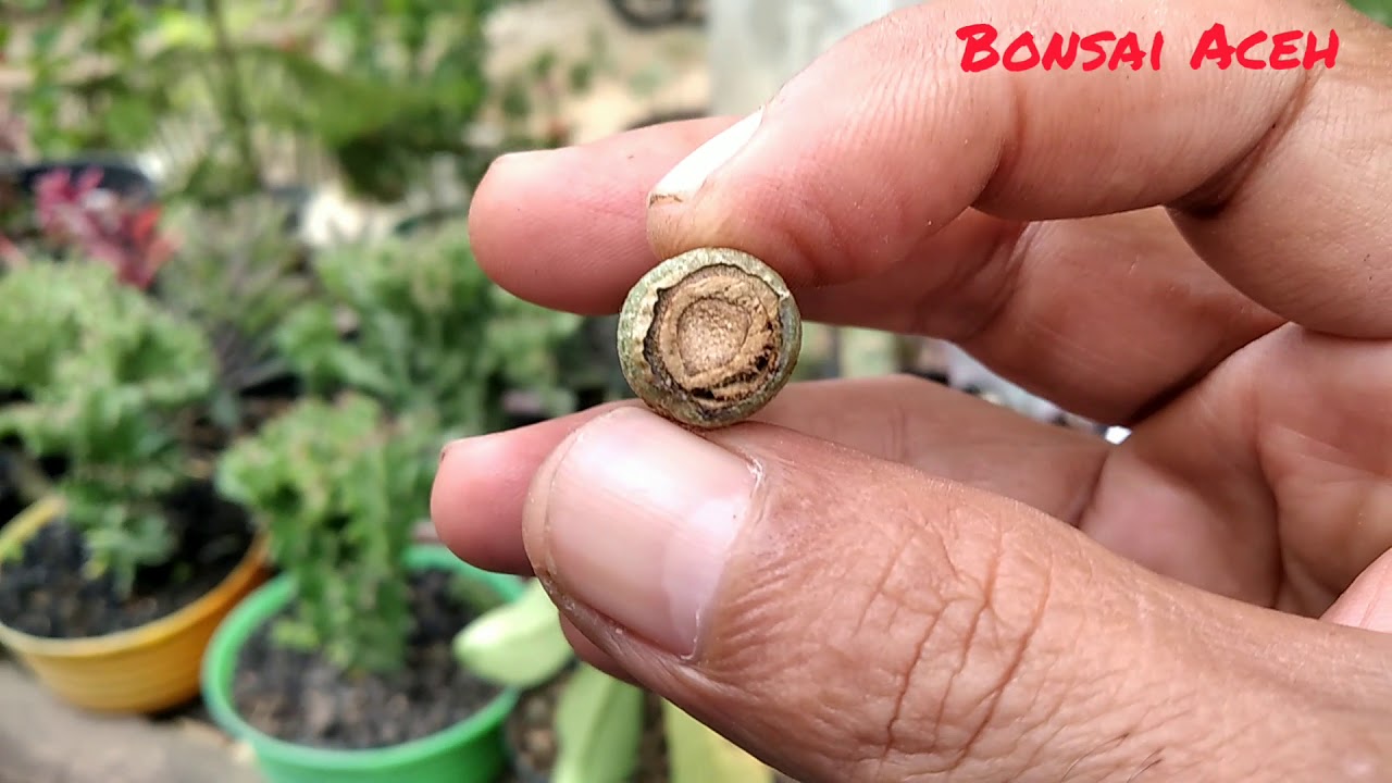 Cara Tanam Stek Adenium 