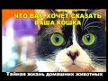 Что вам хочет сказать ваша кошка. 10 удивительных фактов