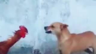 #dog vs #cock #fight #Instagram #Face #Hollywood #movie #viral #india #pakistan #youtube