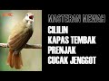 KOMBINASI MASTERAN CILILIN - KAPAS TEMBAK - PRENJAK - CUCAK JENGGOT